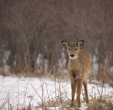 A single fawn standing near some brush on a cold winter day.の写真素材