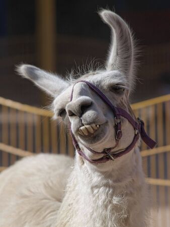 A smiling lama posing for a picture.の写真素材