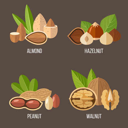 Vector collection of nuts: almond, hazelnut, peanut, walnut. Flat style.のイラスト素材