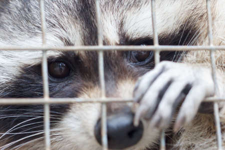 Raccoon in cage of zooの写真素材