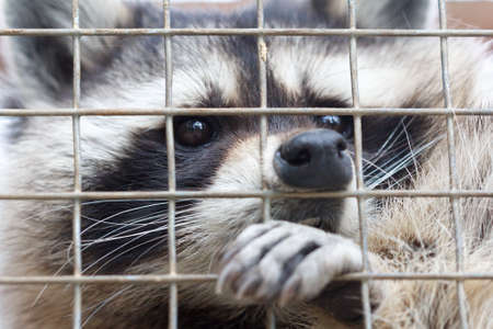 Raccoon in cage of zooの写真素材