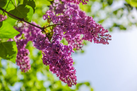 Lilac bloom sky blue spring tree bush. Purple outdoors.の写真素材
