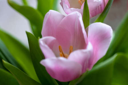 Pink white spring plant background. greeting