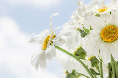 Beautiful large white daisies against the blue sky.の写真素材
