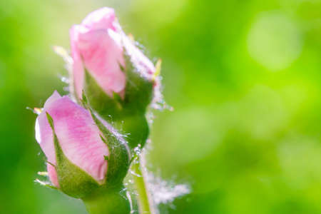 Bud flower rose pink nature. white naturalの写真素材