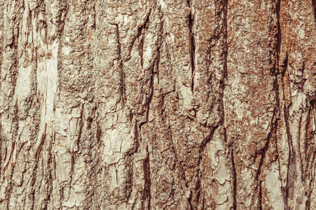 Wooden rough timber old aged. texture