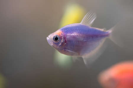 Blue thorn fish close-up.