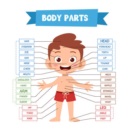 Vector cute happy Illustration Of Human Bodyのイラスト素材