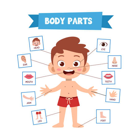 Vector cute happy Illustration Of Human Bodyのイラスト素材