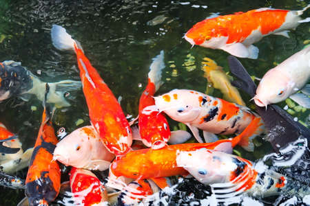 Fancy Carpの写真素材