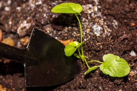 caring for seedlings in the spring and preparation for transplantationの写真素材