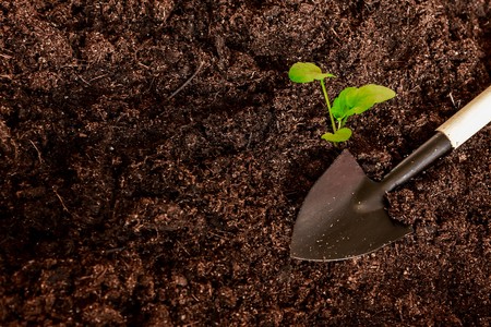 caring for seedlings in the spring and preparation for transplantationの写真素材