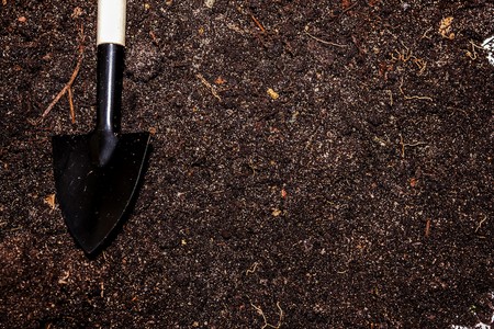 caring for seedlings in the spring and preparation for transplantationの写真素材