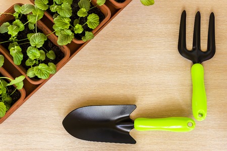 caring for seedlings in the spring and preparation for transplantationの写真素材