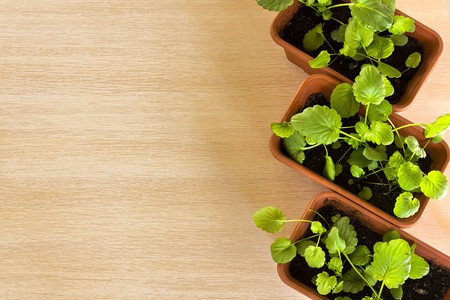 caring for seedlings in the spring and preparation for transplantationの写真素材