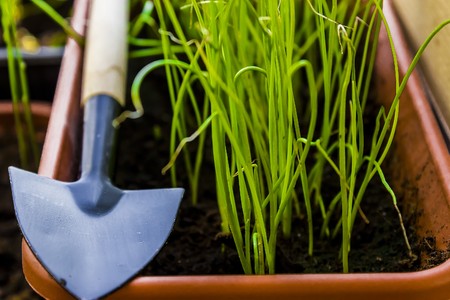 caring for seedlings in the spring and preparation for transplantation