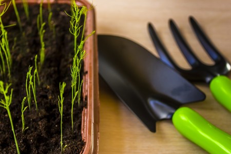 caring for seedlings in the spring and preparation for transplantationの写真素材