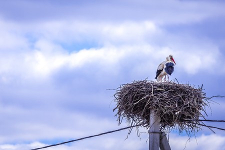 A pair of storks made a nest on a telegraph pole