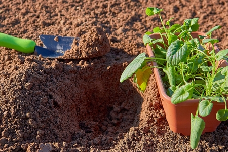 On the ground in the greenhouse are garden tools, seeds and young sprouts.の写真素材