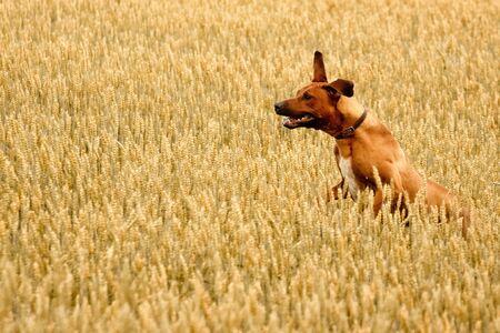 A purebred African Rhodesian Ridgeback walking in a field with ryeの写真素材