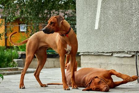 A purebred African Rhodesian Ridgeback walking in a field with ryeの写真素材