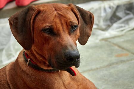 A purebred African Rhodesian Ridgeback walking in a field with rye