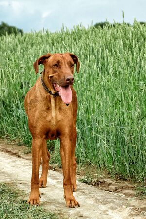 A purebred African Rhodesian Ridgeback walking in a field with ryeの写真素材