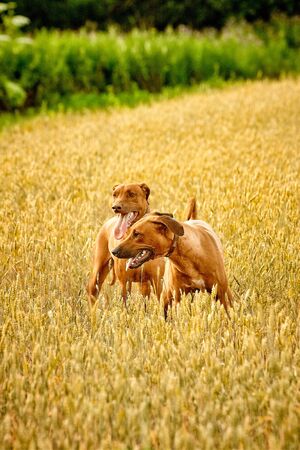 A purebred African Rhodesian Ridgeback walking in a field with rye