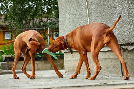 A purebred African Rhodesian Ridgeback walking in a field with ryeの写真素材