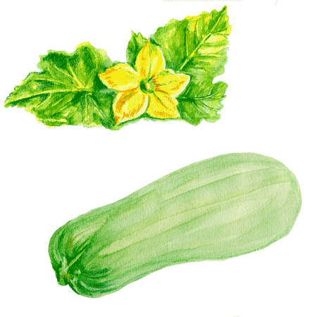 marrow zucchini, zucchini flower watercolor illustration on white backgroundのイラスト素材
