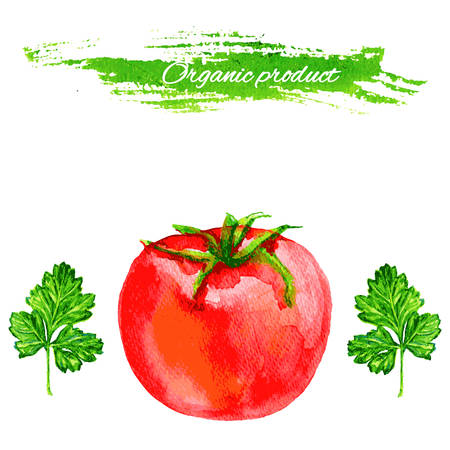 Tomato and parsley watercolor illustration isolated on white background. Template for menu, product design and etc.のイラスト素材
