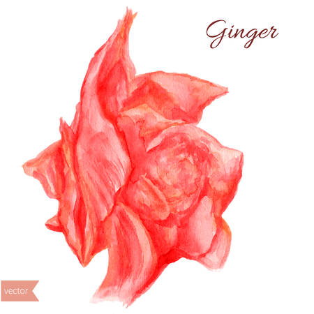 Pickled ginger watercolor illustration isolated on white background. Hand draw ginger illustration. Spices vector object isolated on white background. Kitchen herbs and spices.のイラスト素材