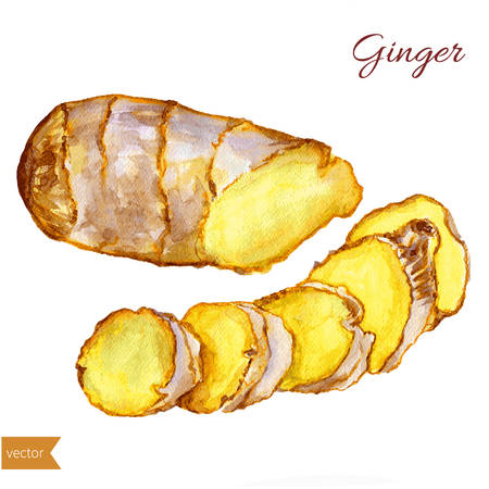 Watercolor ginger root. Hand draw ginger illustration. Spices vector object isolated on white background. Kitchen herbs and spices. Design food elements. Series of food and ingredients for cooking.のイラスト素材