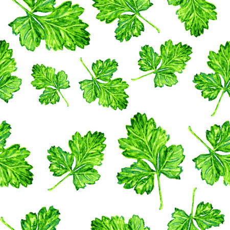 Parsley watercolor illustration on white. Vintage seamless pattern. Can be used as decoration for wallpapers, backgrounds, web sites. Nature theme.のイラスト素材