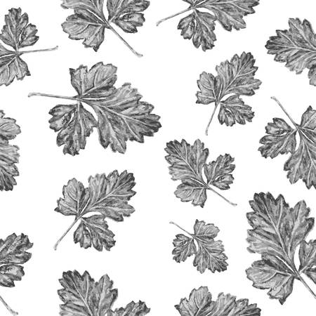 Parsley watercolor illustration on white. Vintage seamless pattern. Can be used as decoration for wallpapers, backgrounds, web sites. Nature theme.のイラスト素材