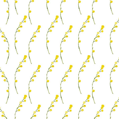 Mimosa flower watercolor illustration, patternのイラスト素材