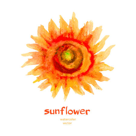 Sunflower watercolor isolated on a white background. hand drawn illustrationのイラスト素材