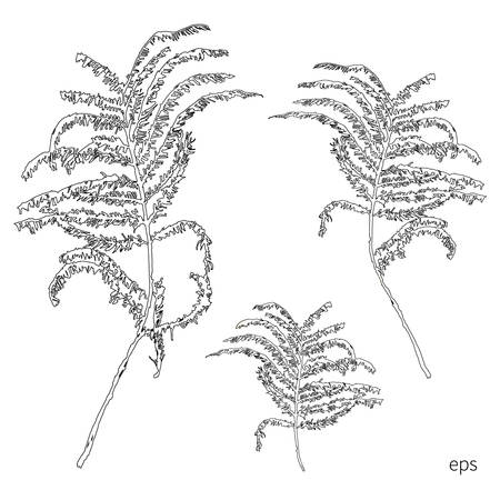 Silhouettes of leaves, botanical illustration isolated on white background, .Monochrome floral drawing. Hand drawn vector sketch for cosmetic, medicine, package design, cards, banner, patternsのイラスト素材