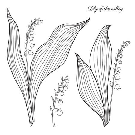 Lily of the valley, Convallaria flower, muguet isolated on white background botanical hand drawn sketch doodle illustration for design package cosmetic, medicine, greeting card, wedding inviteのイラスト素材