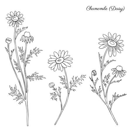 Chamomile wild field flower isolated on white background botanical hand drawn daisy sketch  doodle illustration for design package tea, organic cosmetic, natural medicine, greeting card, weddingのイラスト素材