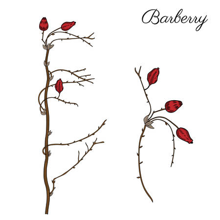 Barberry hand drawn branch vector colorful sketch isolated on white background, line art berry, Natural spicy herbs, graphic doodle cooking ingredient for design package tea, cosmetic, medicine, cardsのイラスト素材