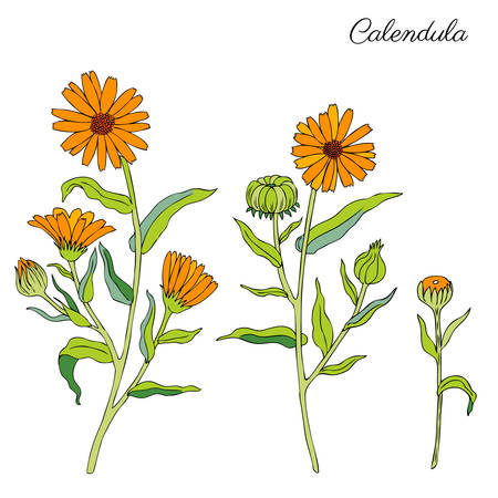 Calendula flower isolated on white background, botanical hand drawn doodle sketch marigold, vector illustration for design package tea, cosmetic, natural medicine, greeting card, wedding invitationのイラスト素材