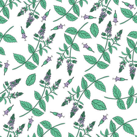 Mint branch, leaves, flower isolated on white, Hand drawn vector.のイラスト素材