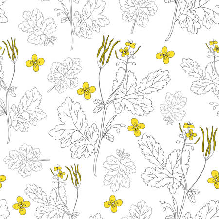 Celandine flower hand drawn graphic vector botanical illustration, ink sketch isolated on white backgroundのイラスト素材