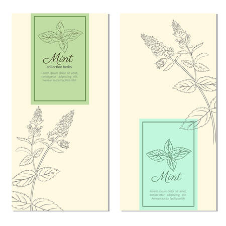 Set of vertical vintage banners, labels with sketch mint leaves, Designed vector frame with blossom peppermint and space for text, line art, design for cosmetic, beauty salon, natural organic productのイラスト素材