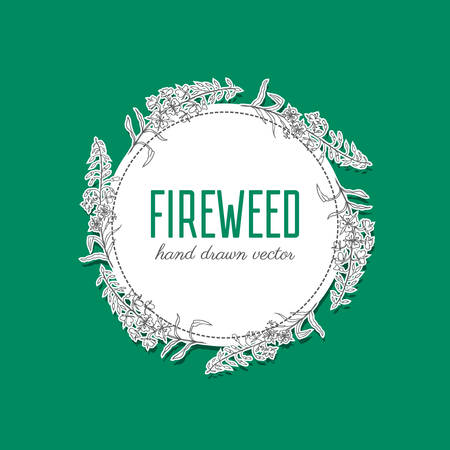 Willow herb, Chamerion angustifolium, fireweed, rosebay.のイラスト素材