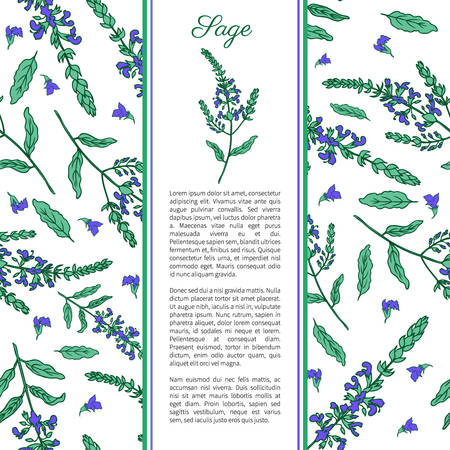 Sage flower hand drawn ink color sketch.のイラスト素材