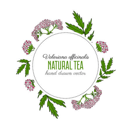 Valeriana officinalis, round frame, botanical hand drawn vector color sketch isolated on white background, doodle illustration for design package natural cosmetic, organic medicine, card, herbal teaのイラスト素材
