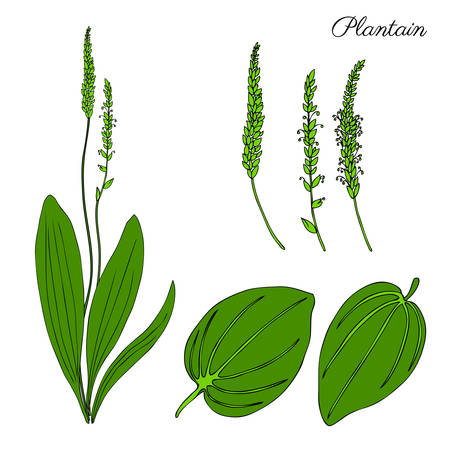 Great plantain, Plantago major medicinal plant wild field flower isolated on white background, hand drawn vector doodle colorful illustration for design package tea, cosmetic, medicine, greeting cardsのイラスト素材