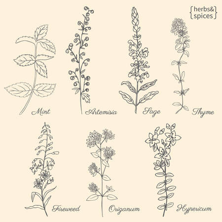 Set of medical plants Mint, Chamerion, fireweed, willow herb, Sage, Thyme, Oregano, Hypericum, Artemisia absinthium, wormwood hand drawn vintage sketch vector isolated, Doodle Healing herb for packageのイラスト素材